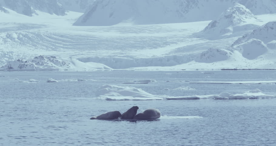 Cold calm waters in the Artic Circle, Svalbard