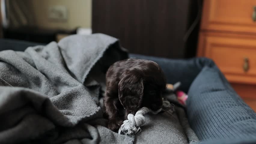 A young English cocker spaniel puppy, close-up portrait. Small dark brown English Cocker Spaniel puppy on the sofa. A young English Cocker Spaniel puppy plays with his rope chew toy. Happy puppy. Royalty-Free Stock Footage #1111294689