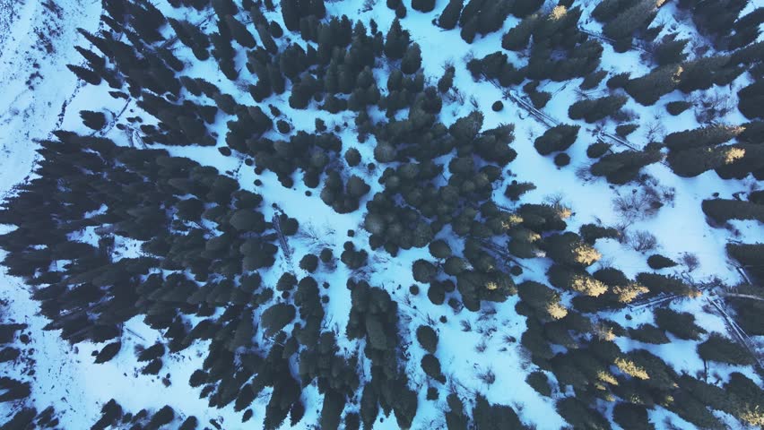 Shutterstock Video