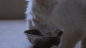 Cats concept. Cats and kittens. pet cat feeding, close up video of pet cat, cat playing,cats kitten's and pets concept, cat playing. Kitten and Kitty feeding