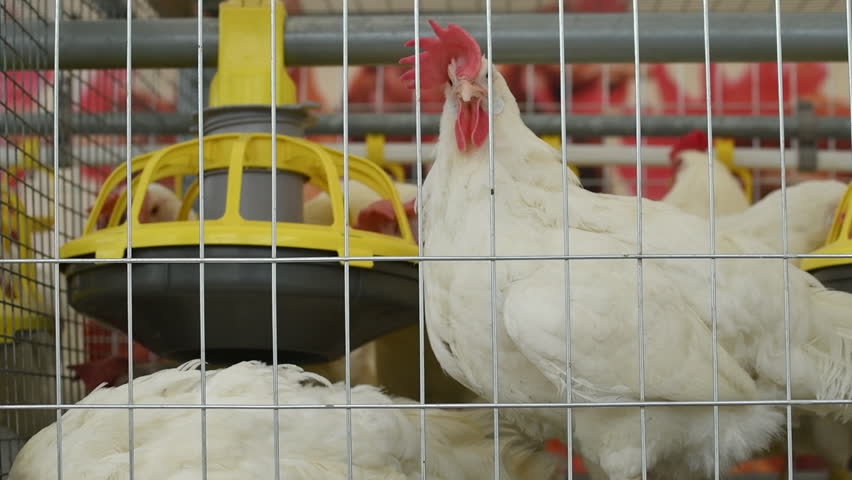 Group of white chicken in poultry cage on farm, selective focus