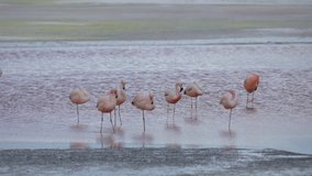 Andean Flamingo Phoenicoparrus andinus Bolivia