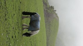 A foggy, green meadow provides a peaceful setting for a horse wrapped in a blue blanket as it grazes. Vertical video, zoom out.