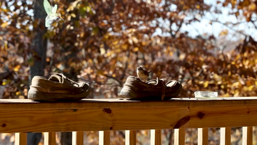 A little bird in a shoe just having fun.