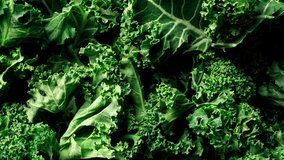 Kale cabbage green leaves close-up, background, top view, stock video, footage 4k