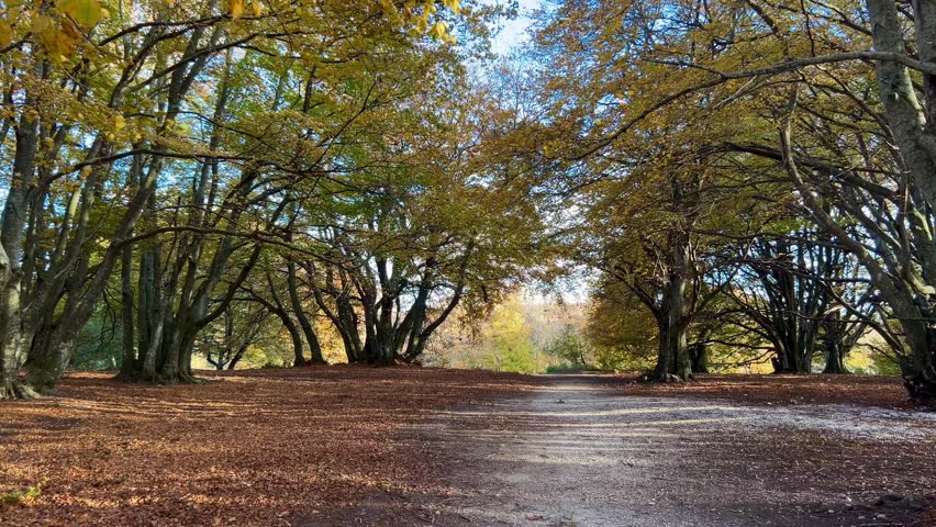 Fabulous beech trees with long branches decorated with colorful fall leaves in Monte San Vicino e Monte Canfaito natural reserve on a fine sunny evening