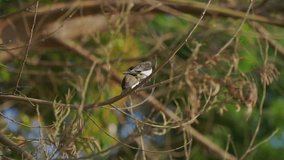 Wild bird perched on the tree branch of forest. Common bird in Indonesia - Lonchura Leucogastroides