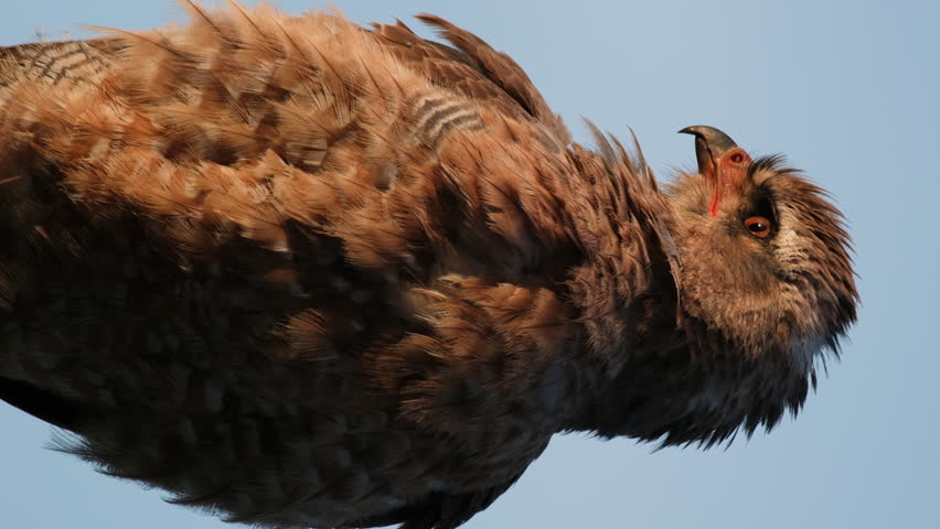 Vertical - Juvenile Golden Eagle With Brown Plumage In Sunlight. closeup