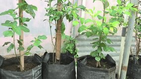 the process of watering green and chili apple trees, suitable for plantation videos and learning