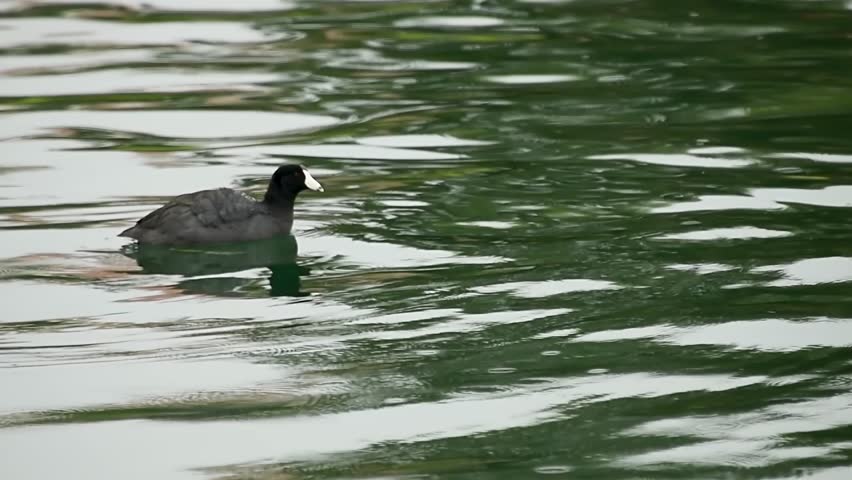 Slow motion of American Coot shaking the water off its wings while swimming in a lake.