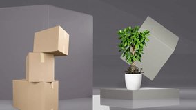 a product promotion abstract gray background and animation shapes with   empty boxes and plant .use for  advertising and product promote.