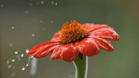 Rain water drop falling on orange Mexican sunflower Tithonia rotundifolia Torch flower. Slow motion. - Powered by Shutterstock - Get 15% off with code: PIKWIZARD15