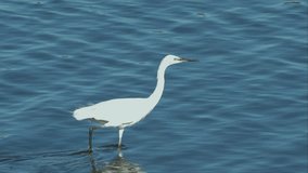Slow motion video of a white egret preying on small fish near the water