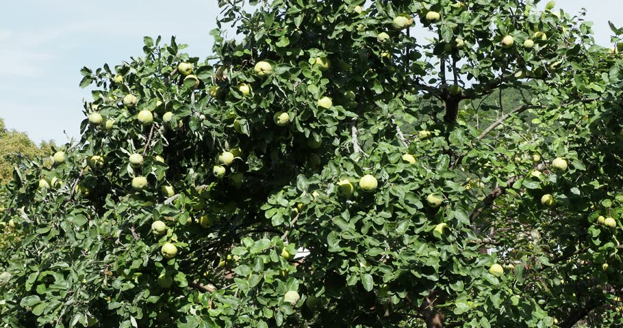 Cydonia oblonga or Quince tree bearing golden-yellow ripening fruits like golden-apple appearance on twiggy branches covered with simple and oval green hairy leaves Royalty-Free Stock Footage #1111323767