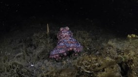 Starry Night Octopus - Callistoctopus luteus walks on the seafloor in the night. Underwater life of Tulamben, Bali, Indonesia.