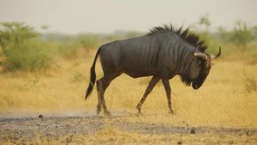 Footage of an afraid Blue wildebeest (Connochaetes taurinus) running in Savanah.
