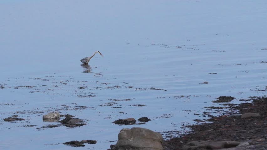 A slow motion shot of a blue heron at the ocean
