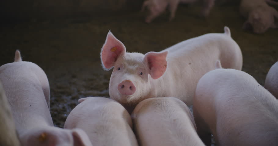 View of Pigs At Livestock Farm Group Of Piglets Swine