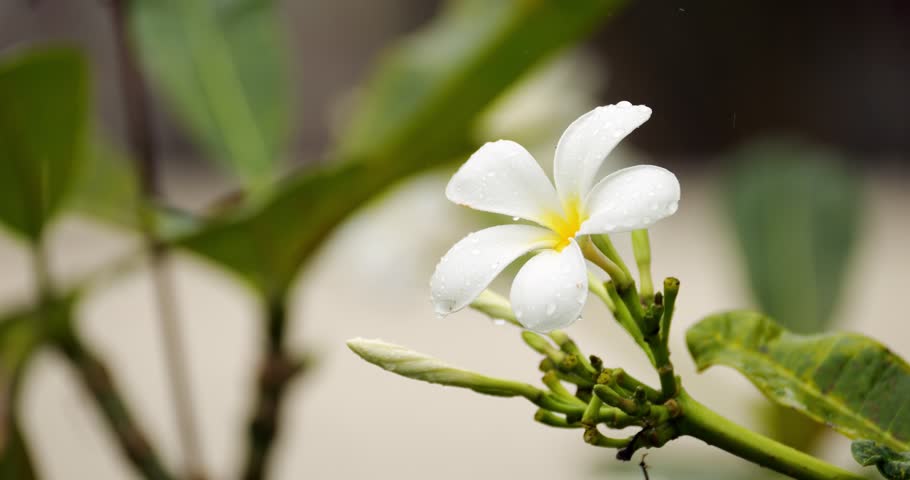 Drop of water swaying on the edge of the petal of frangipani flower, it is raining lightly, flower is rocking slightly. After a while, droplet gets bigger, breaks off, and falls down. Close-up shot