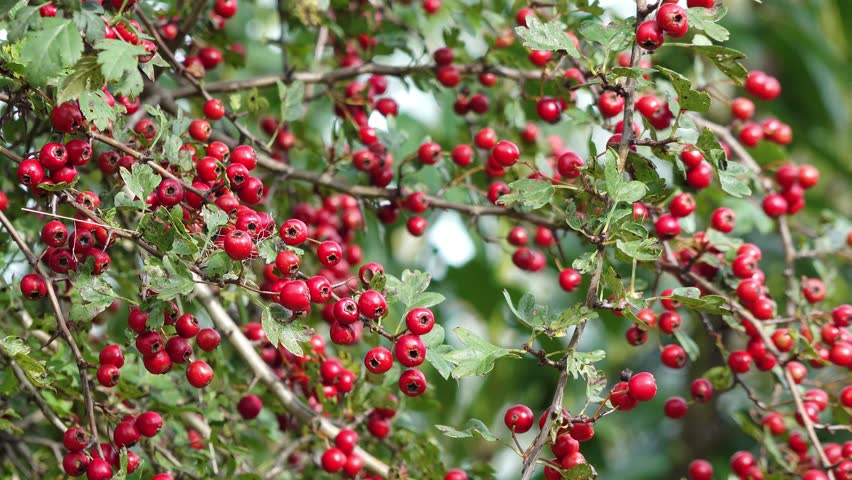  red fruits at the hawthorn in the natue in autumn