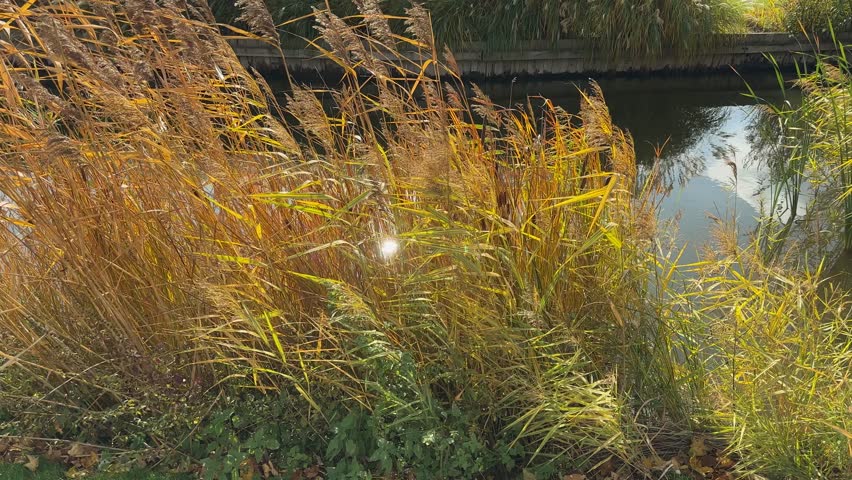 Thicket of the common reeds and ornamental grass Miscanthus on the shore of small pond in park, view while vertical panning in windy sunny autumn day backlit
 Royalty-Free Stock Footage #1111330411