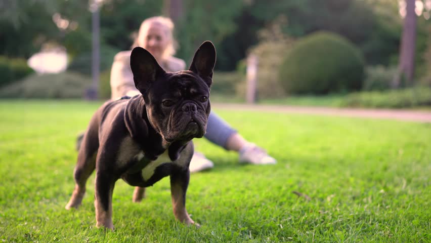 A woman in her forties plays with her dog, a French bulldog. Royalty-Free Stock Footage #1111336151