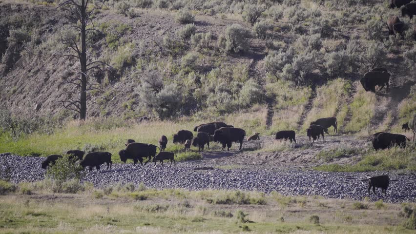 Herd of Bison running down a hill