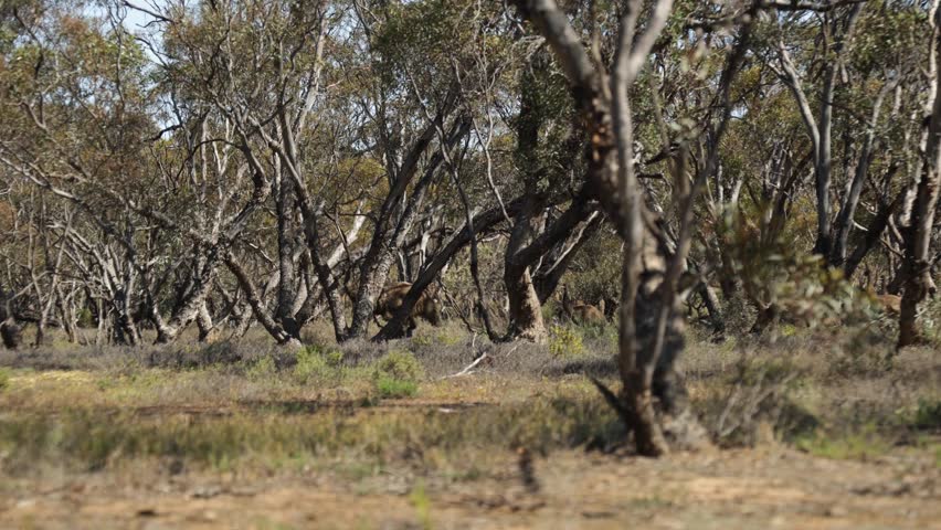 A big emu mother walks with her chicks through the bushland of the Australian outback.