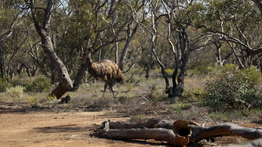 A close up shot of an Emu bird with its chicks in the Australian outback.