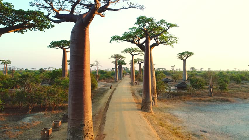 Fly over the dusty road just between huge endemic Baobab trees. Beautiful African scenery with local people and green plants. Slow aerial clip of local cottages and wooden houses under the trees. Royalty-Free Stock Footage #1111341001