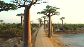 Fly over the dusty road just between huge endemic Baobab trees. Beautiful African scenery with local people and green plants. Slow aerial clip of local cottages and wooden houses under the trees.