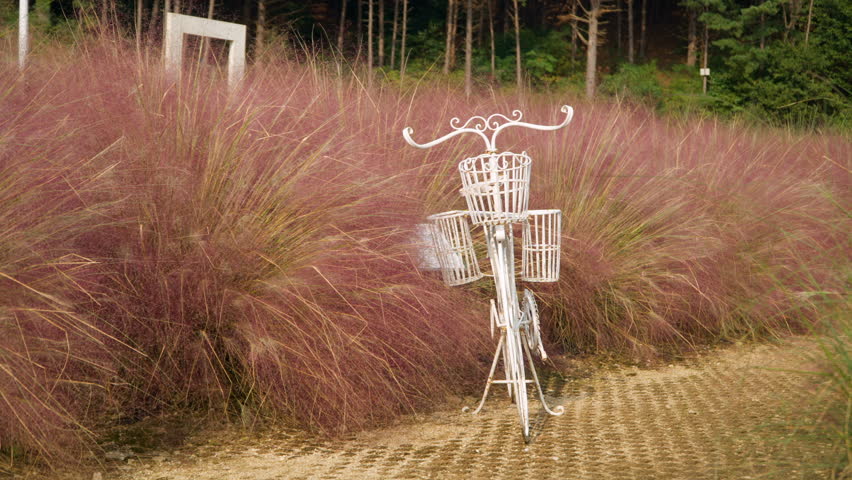 White Bicycle With Pink Muhly Plant - Instagrammable Spot At Pocheon Herb Island In South Korea. - slow pan shot