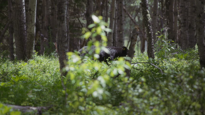 Sun shining on a walking black bear in the middle of the woods. Slow motion.
