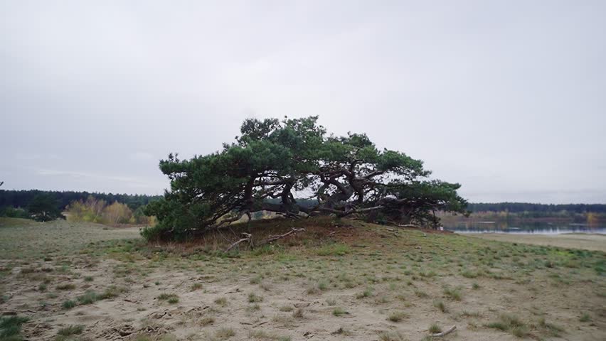 Time lapse: Beautiful tree growing in the middle of the dunes (Lommelse Sahara) landcape view.