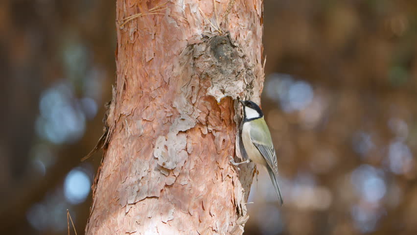Japanese Tit Bird Forages Insects and Pine Tree Trunk and Flies Away in Slow Motion