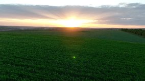 Green wheat field filmed from above by drone, artistic landscapes with an apocalyptic sun