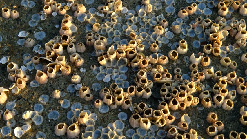 A close-up of a rock barnacle clinging to concrete near the seashore.
