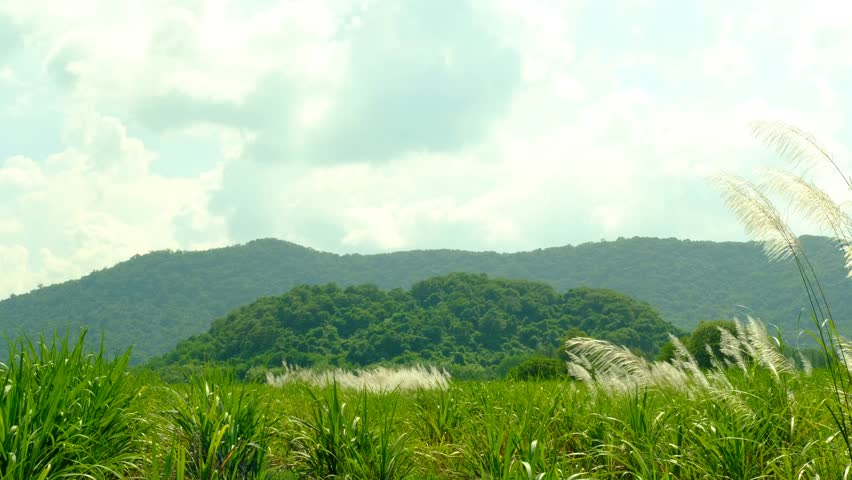 Landscape of flowers, mountains and sky amidst nature
