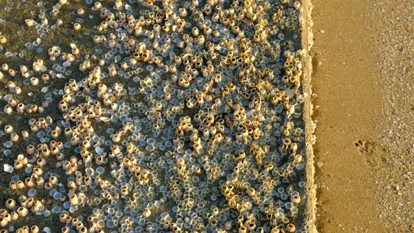 A close-up of a rock barnacle clinging to concrete near the seashore.
