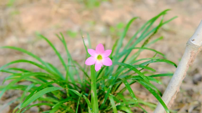 The pink flower named Pink Rain Lily is blooming beautifully.