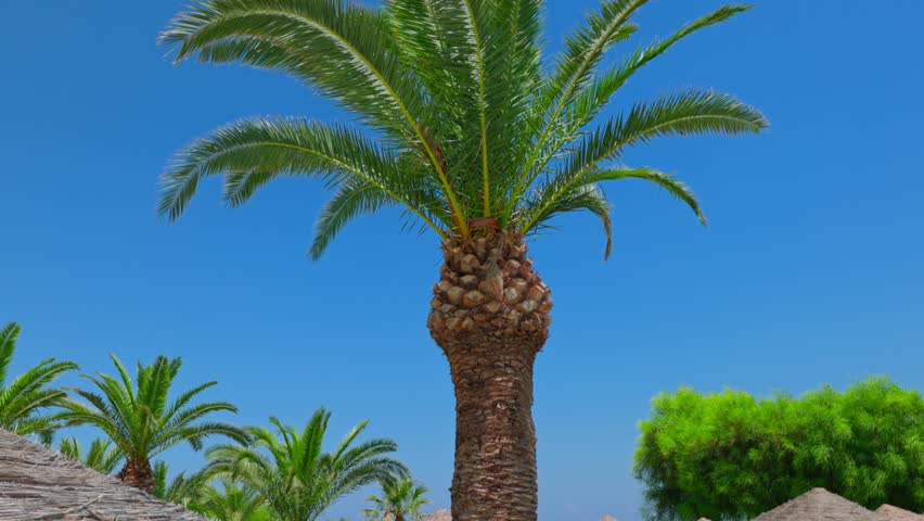 Beautiful view of top of date palm tree against clear blue sky, with palm fronds gracefully swaying in wind. | Shutterstock HD Video #1111352641