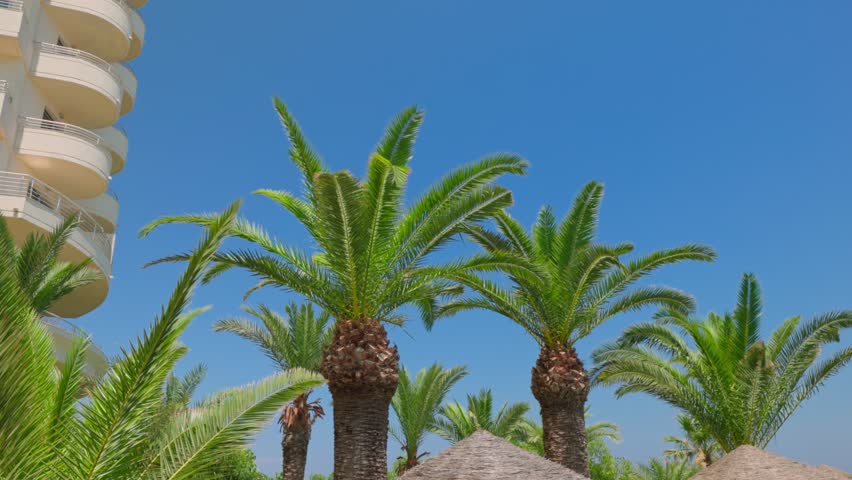 Beautiful view of date palms on hotel grounds, with sun umbrellas. | Shutterstock HD Video #1111352727