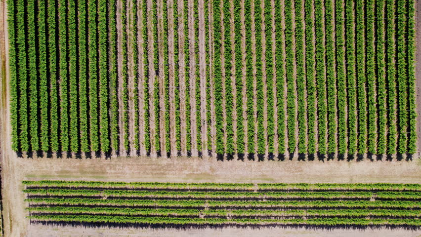 Top-down perspective of vibrant green rows of vines, capturing the beauty of a sunlit vineyard in Australian countryside from an aerial view | Shutterstock HD Video #1111354081