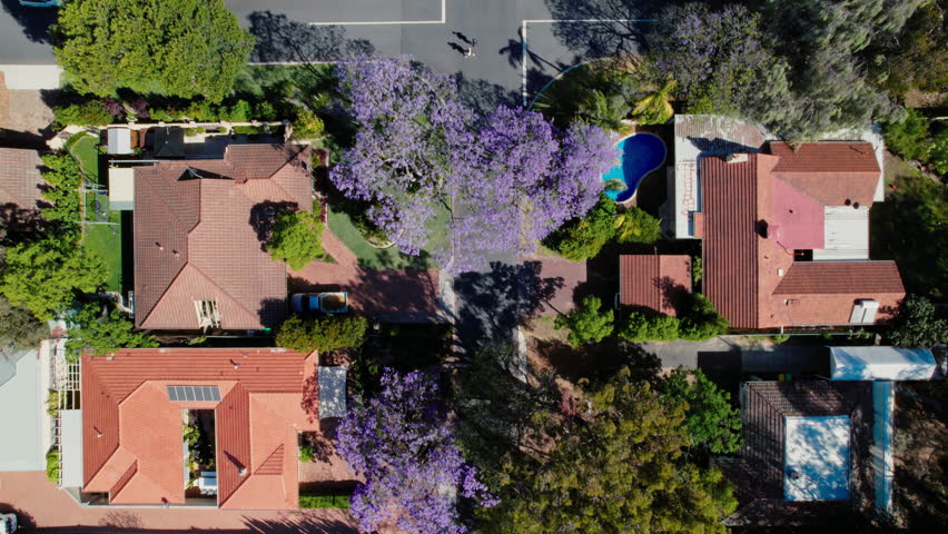 Top down, aerial view of graceful violet jacaranda trees grows along the road in Australian suburb | Shutterstock HD Video #1111354109