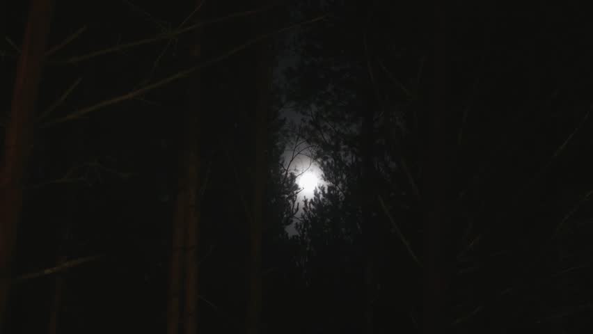 Night shot, view of the moon from the forest through the branches of trees during the full moon. Full moon in the forest. Overnight in the forest in summer during the full moon. High quality 4k