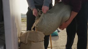 Two men pour white pumpkin seeds from one bag into another bag. Harvesting or harvesting pumpkin seeds. High quality 4k footage
