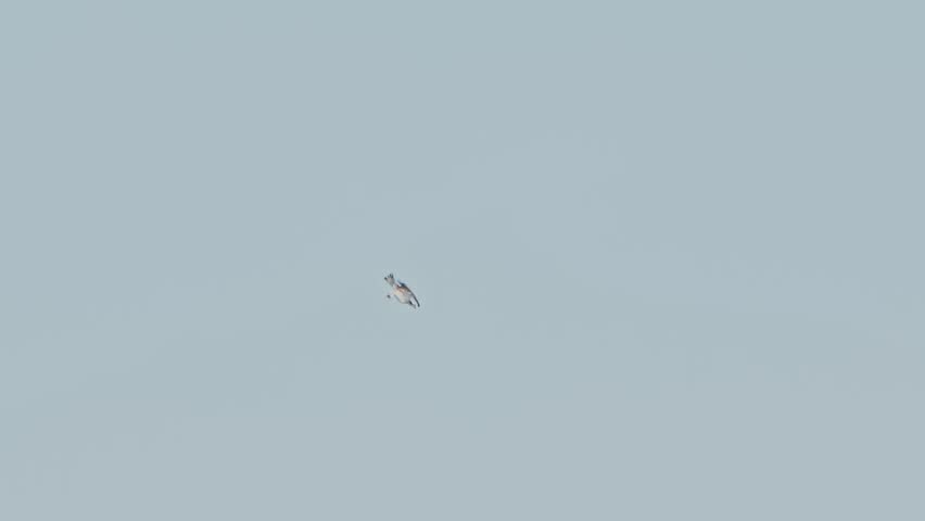 osprey is hunting a fish