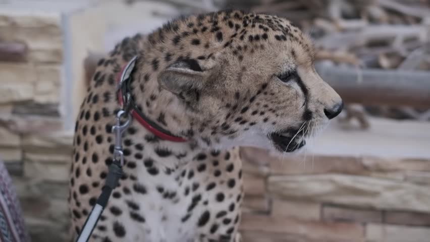A tame cheetah in a collar and on a leash sits on the carpet Royalty-Free Stock Footage #1111360625