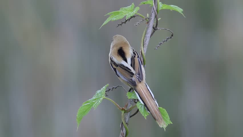 Bearded reedling, Panurus biarmicus. A young male sits on a reed, then flies away