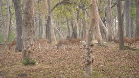 Chital deer herd grazing in the wild during dry summer season, 4K